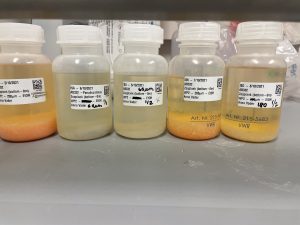 Photo of samples in plastic vials