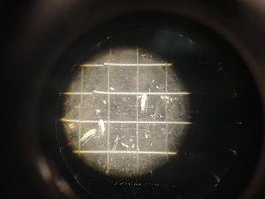 Photo of Pseudocalanus seen through a binocular
